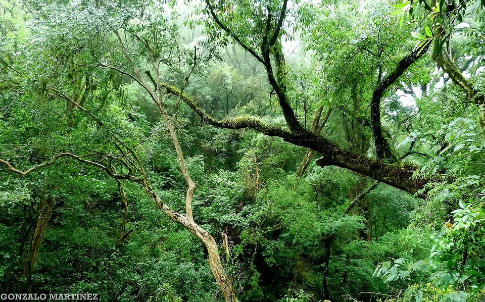 Selva montana de las Yungas en Catamarca, Argentina — Paclin, Argentina