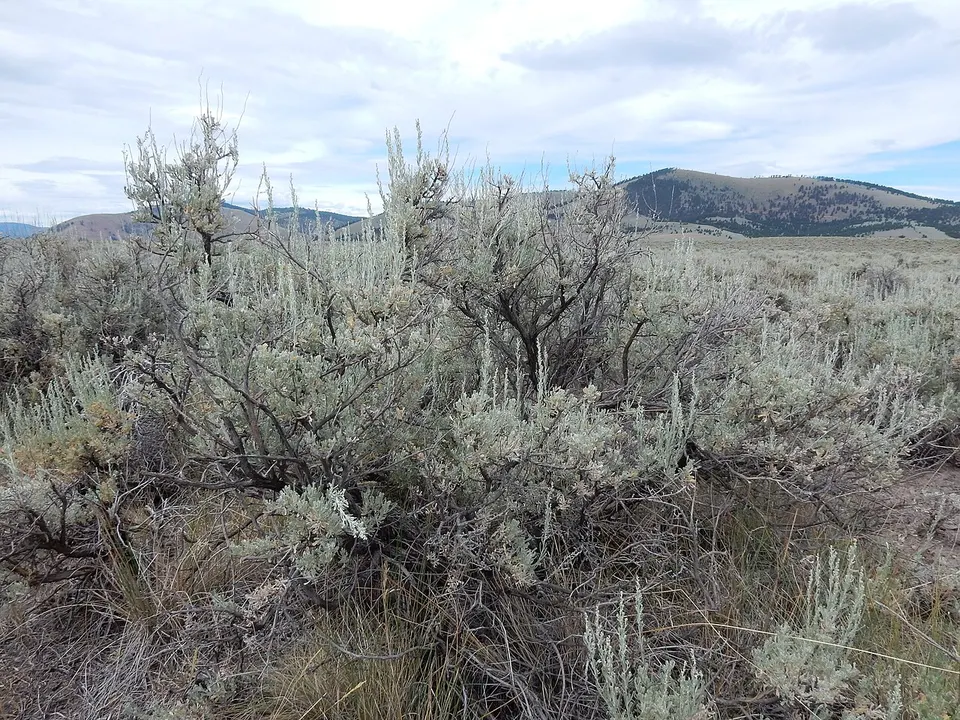 Mountain big sagebrush steppe — Powell, United States