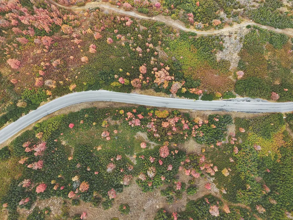 Road by a colorful forest (Unsplash) — Utah, United States