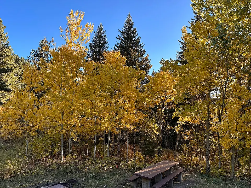 Fall Colors Beartooth RD CGNF, West Fork Rock and E Rosebud (52944035065) — Carbon, United States