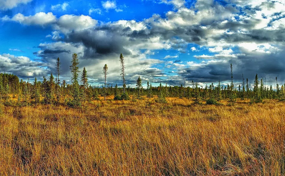 Erickson Creek Forest and Wetlands — Douglas, United States