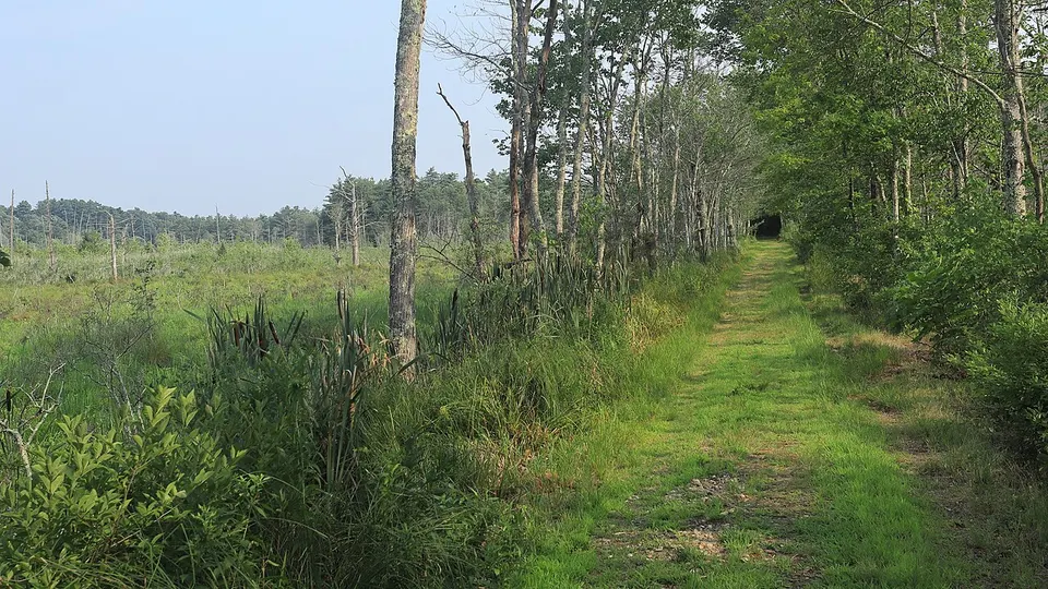 Swamp alongside North Brookfield Rail Trail 2026-07-16 — Worcester, United States