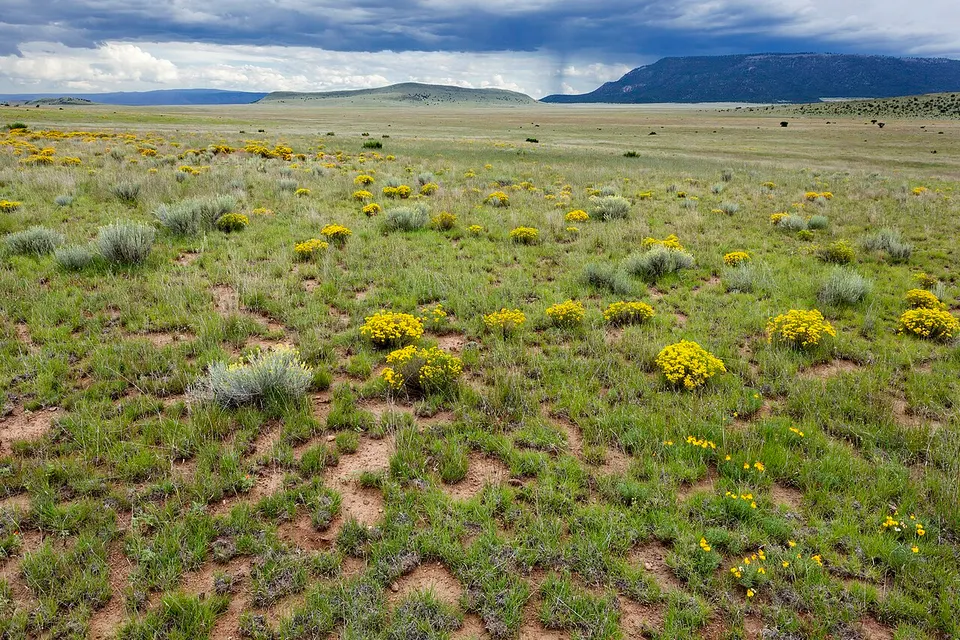 Plains of San Agustin - Flickr - aspidoscelis (3) — Catron, United States