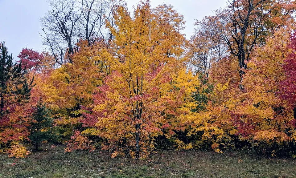 Hiawatha NF - Michigan (20181016-FS-Hiawatha-SB-006) — Alger, United States