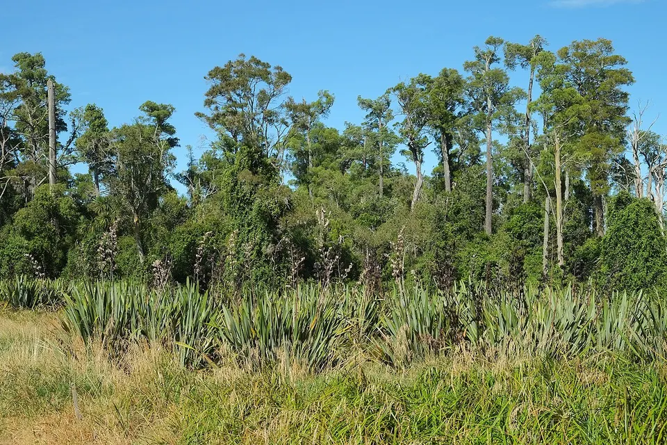 Kahikatea and harakeke in Carter Scenic Reserve — Carterton District, New Zealand