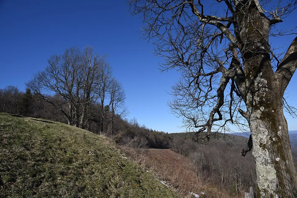 Tree and Tree Cluster (49863427167) — Wilkes, United States