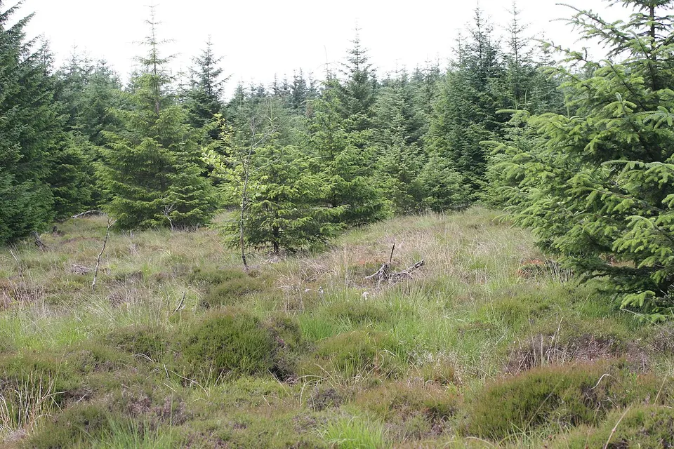 Clearing in Lennox Forest - geograph.org.uk - 4441812 — East Dunbartonshire, United Kingdom