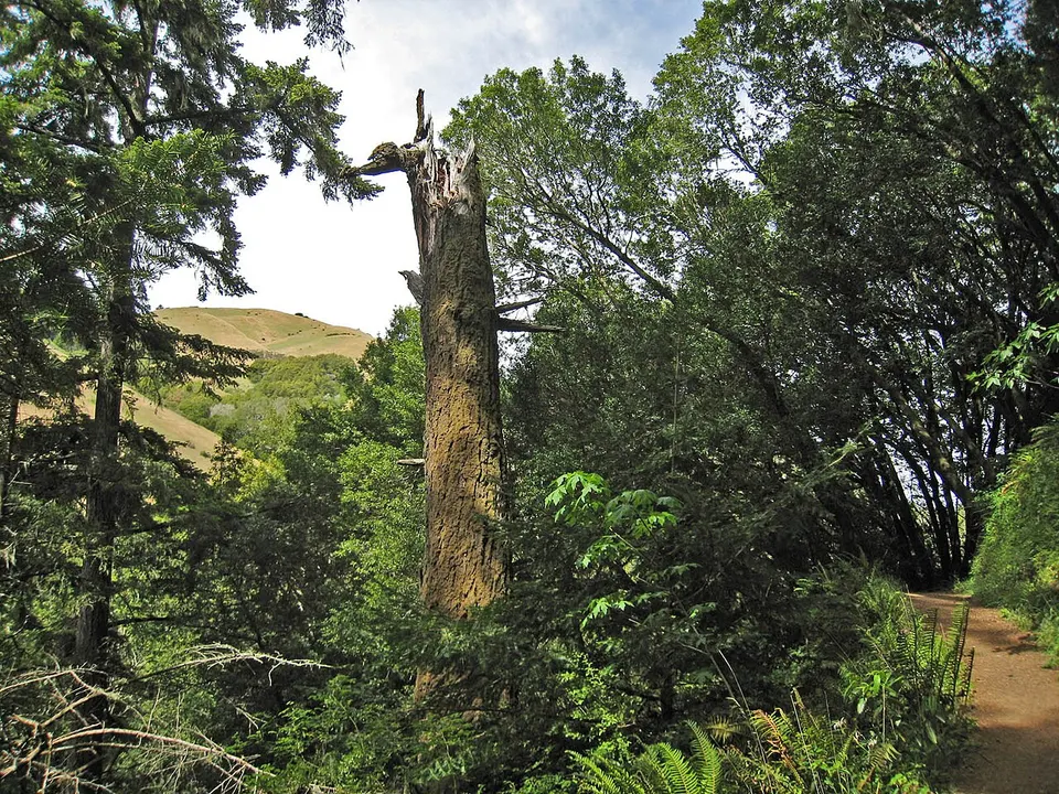 Samuel Taylor State Park. The view from trails along Devil's Gulch peers through a dense green canopy at the grassy hills above. — Marin, United States