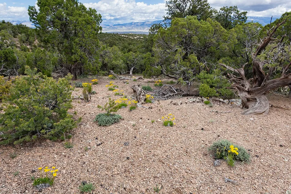 Ninemile Hill - Flickr - aspidoscelis (1) — Mesa, United States