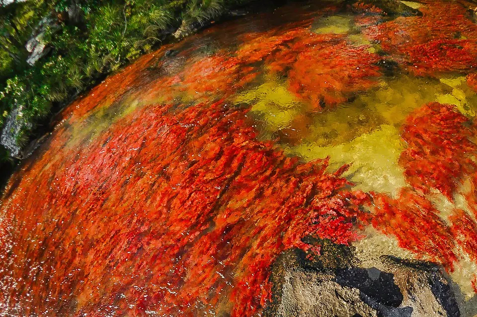 PLANTA ACUÁTICA ROJA MACARENIA CLAVIGERA — La Macarena, Colombia